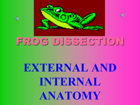 EXTERNAL AND INTERNAL ANATOMY