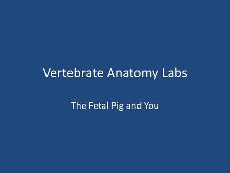 Vertebrate Anatomy Labs