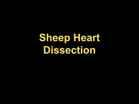 Sheep Heart Dissection