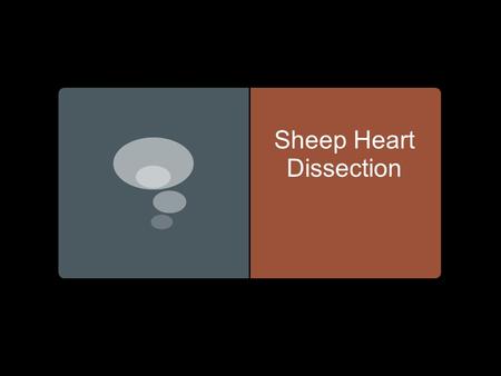 Sheep Heart Dissection. Before:  Draw what you think a heart would look like if it was sliced in half from top to bottom.