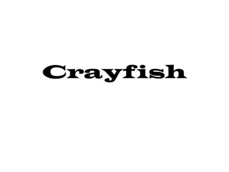 Crayfish.