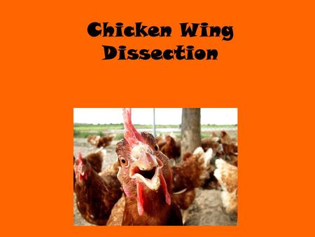 Chicken Wing Dissection