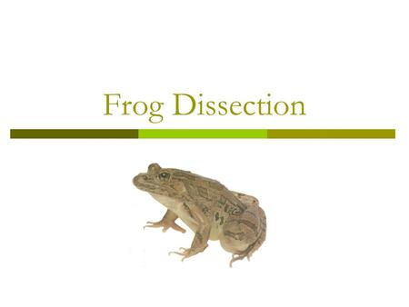 Frog Dissection.