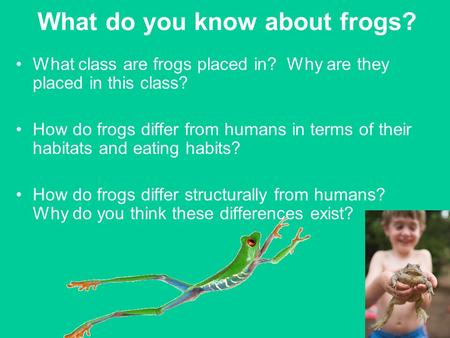 What do you know about frogs?