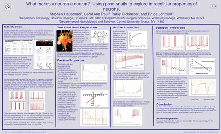 What makes a neuron a neuron? Using pond snails to explore intracellular properties of neurons. Stephen Hauptman 1, Carol Ann Paul 2, Patsy Dickinson 1,