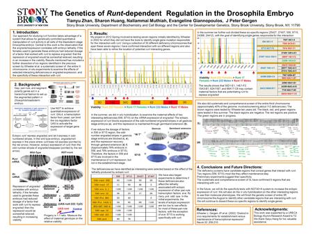 Tianyu Zhan, Sharon Huang, Nallammai Muthiah, Evangeline Giannopoulos, J Peter Gergen Stony Brook University, Department of Biochemistry and Cell Biology.