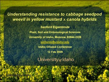 Understanding resistance to cabbage seedpod weevil in yellow mustard x canola hybrids Sanford Eigenbrode Plant, Soil and Entomological Sciences University.