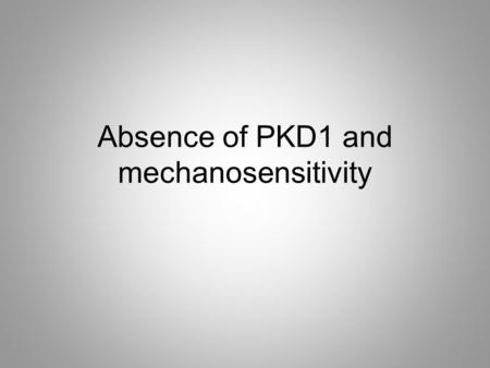 Absence of PKD1 and mechanosensitivity. Dissect 3 rd order arteries Incubate in 37 ° C Incubate in Collagenase 37 ° C Triturate Let.