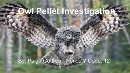 Owl Pellet Investigation By: Paige Gottlieb Period 7 Code: 12.