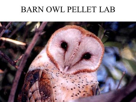 BARN OWL PELLET LAB.