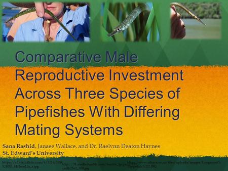 Comparative Male Reproductive Investment Across Three Species of Pipefishes With Differing Mating Systems Sana Rashid, Janaee Wallace, and Dr. Raelynn.