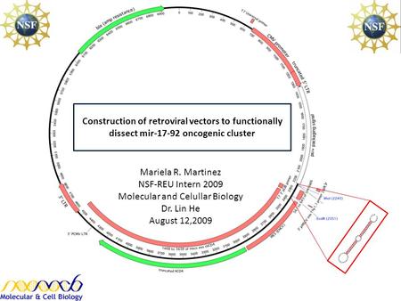 Mariela R. Martinez NSF-REU Intern 2009 Molecular and Celullar Biology Dr. Lin He August 12,2009 Construction of retroviral vectors to functionally dissect.