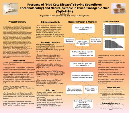 Presence of “Mad Cow Disease” (Bovine Spongiform Encephalopathy) and Natural Scrapie in Ovine Transgenic Mice (TgOvPrP4) Christina Hill Department of Biological.