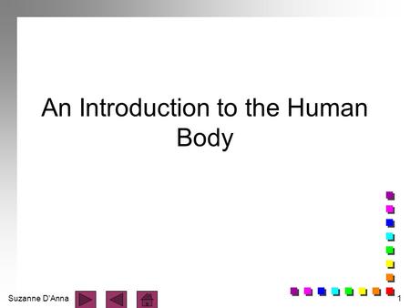 An Introduction to the Human Body