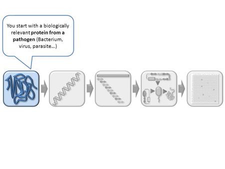 You start with a biologically relevant protein from a pathogen (Bacterium, virus, parasite…)