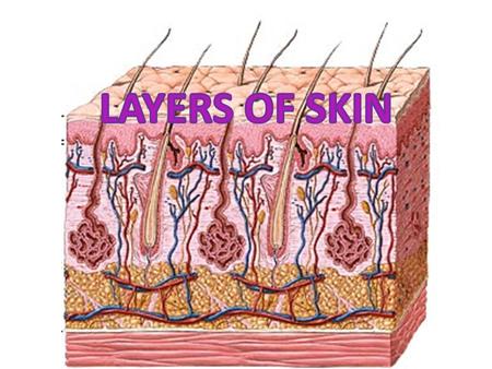 KeratinocytesMelanocytes Keratin cells that PRODUCE KERATIN. THE FIBROUS PROTEIN THAT MAKES THE EPIDERMIS A TOUGH PROTECTIVE LAYER A PIGMENT THAT.