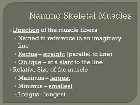 Naming Skeletal Muscles