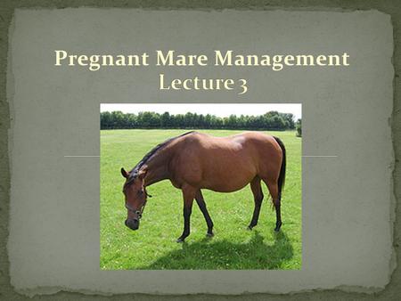 Pregnant Mare Management. Proper mare management is essential: To ensure the birth of a live foal Mare classifications: Pregnant Open Barren Maiden Wet.