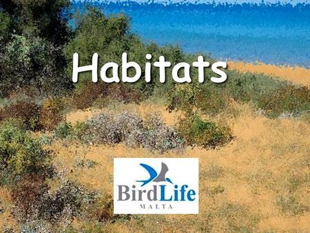 Habitats. Sies Cliffs Rdum Blue rock thrush Merill Kestrel Spanjulett Yellow-legged gull Gawwija prima Maltese rock centaury Widnet il-ba ħar Cory’s shearwater.