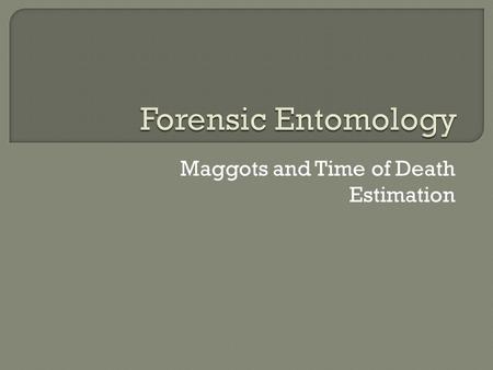 Maggots and Time of Death Estimation