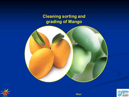 Cleaning sorting and grading of Mango