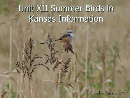 Unit XII Summer Birds in Kansas Information. Introduction to Summer Birds Many of our summer birds do not spend the entire year here; they are insectivores.