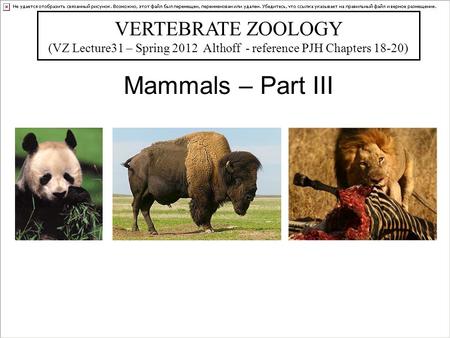 Mammals – Part III VERTEBRATE ZOOLOGY (VZ Lecture31 – Spring 2012 Althoff - reference PJH Chapters 18-20) Bill Horn.