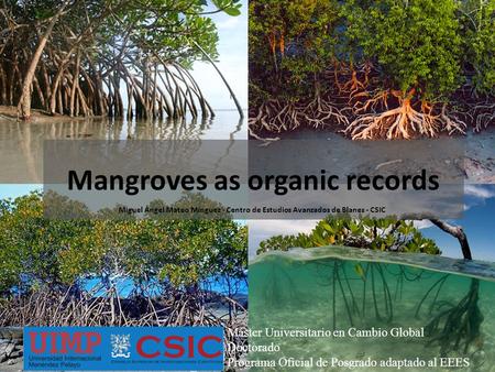 Mangroves as organic records Miguel Ángel Mateo Mínguez - Centro de Estudios Avanzados de Blanes - CSIC Máster Universitario en Cambio Global Doctorado.