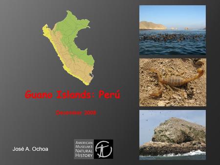 Guano Islands: Perú December 2008 José A. Ochoa. Guano Islands are a group of small rocky islands off the coast of Peru, usually they are bordered with.