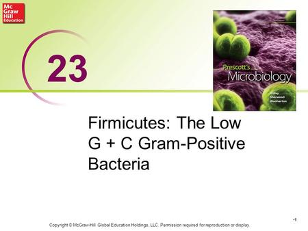 Firmicutes: The Low G + C Gram-Positive Bacteria