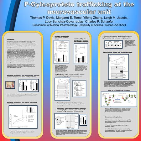 Peripheral inflammatory pain (λ-carrageenan injection) promotes localized paw edema and hyperalgesia Peripheral inflammatory pain reduces morphine efficacy.