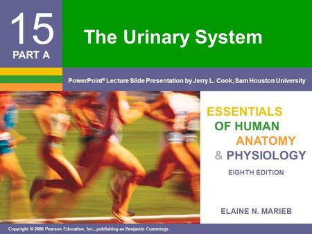 The Urinary System.