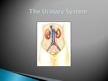 The Urinary System.