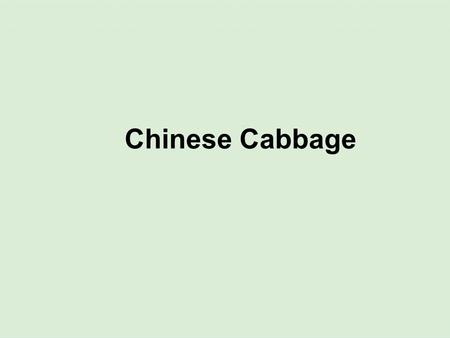 Chinese Cabbage.