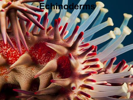 Echinoderms. Goals of the lab: to introduce general characteristics of the phylum Echinodermata to understand the embryological differences between protostomes.