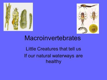 Macroinvertebrates Little Creatures that tell us If our natural waterways are healthy.