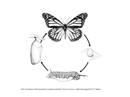 Life-cycle phases of the monarch or wanderer butterfly, Danaus plexippus. (After photographs by P.J. Gullan.)