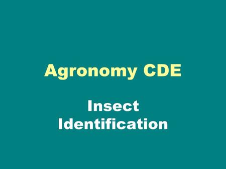 Agronomy CDE Insect Identification. Choose the correct answer A. Flea Beetle B. Spider mite C. Aphid D. Lygus Click to see correct answer.