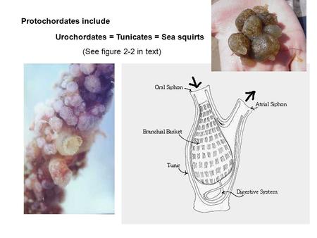 Urochordates = Tunicates = Sea squirts Protochordates include (See figure 2-2 in text)