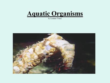 Aquatic Organisms by LeAnne Yenny