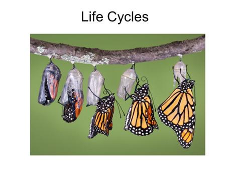 Life Cycles.