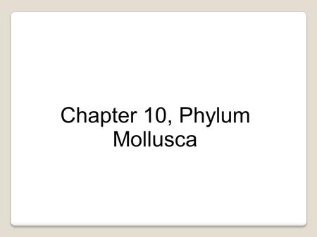 Chapter 10, Phylum Mollusca