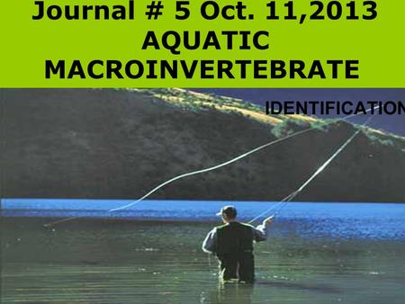 Journal # 5 Oct. 11,2013 AQUATIC MACROINVERTEBRATE IDENTIFICATION.