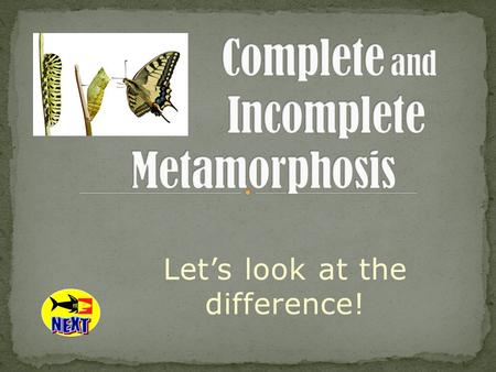 Complete and Incomplete Metamorphosis