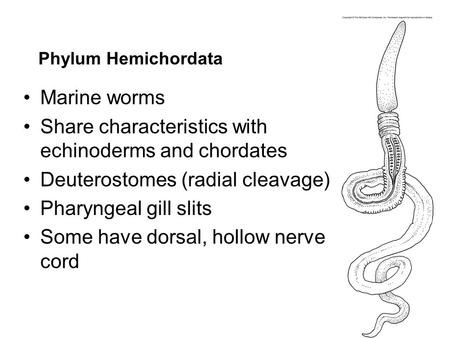 Share characteristics with echinoderms and chordates