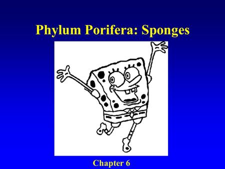 Phylum Porifera: Sponges Chapter 6. Gemmules Large mass of archaeocytes Formed during harsh conditions Environmentally resistant When ready, archaeocytes.