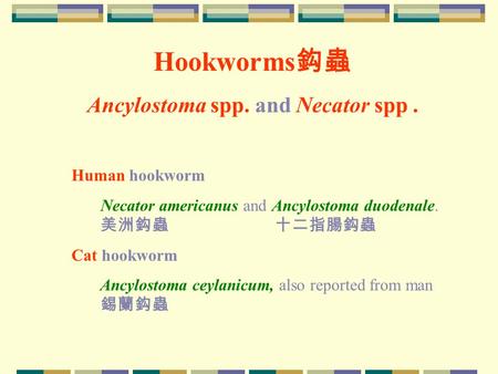 Ancylostoma spp. and Necator spp .