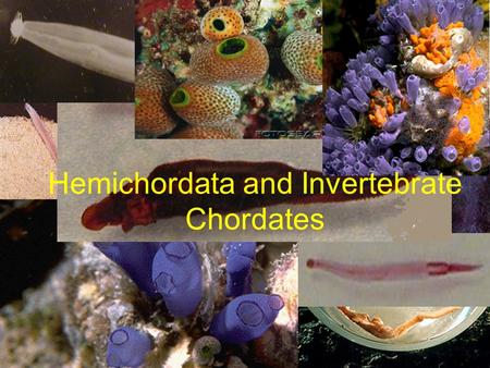 Hemichordata and Invertebrate Chordates