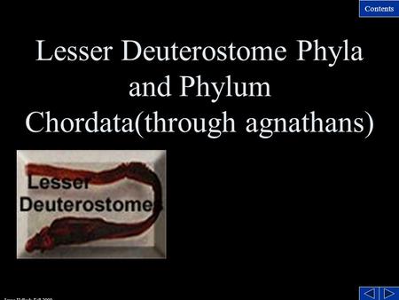 Contents Jenna Hellack Fall 2000 Lesser Deuterostome Phyla and Phylum Chordata(through agnathans)