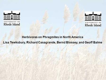 Herbivores on Phragmites in North America